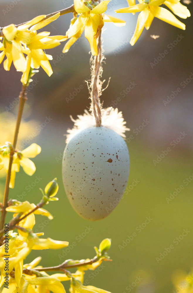 Backyard decoration for easter. Eggs hung on forsythia branch Backyard decoration for easter. Eggs hung on forsythia branch