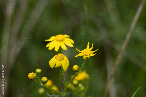 flower, dandelion, yellow, nature, spring, flowers, meadow, grass, summer, plant, field, garden, blossom, flora, blooming, beauty, petal, bright, bee, daisy, dandelions, leaf, floral, color, sun