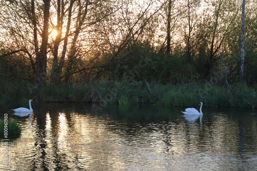 swans on the lake