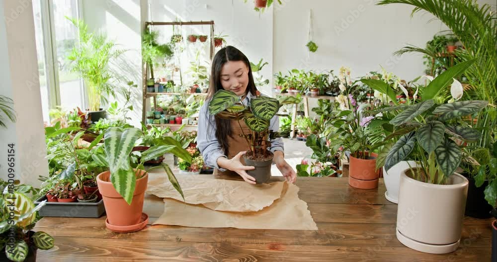 In a bright indoor garden, a young Asian woman, gardening enthusiast, packs a new plant surrounded by lush greenery. Cheerful Asian saleswoman is serves the customers, packs the plant in flower shop. In a bright indoor garden, a young Asian woman, gardening enthusiast, packs a new plant surrounded by lush greenery. Cheerful Asian saleswoman is serves the customers, packs the plant in flower shop.