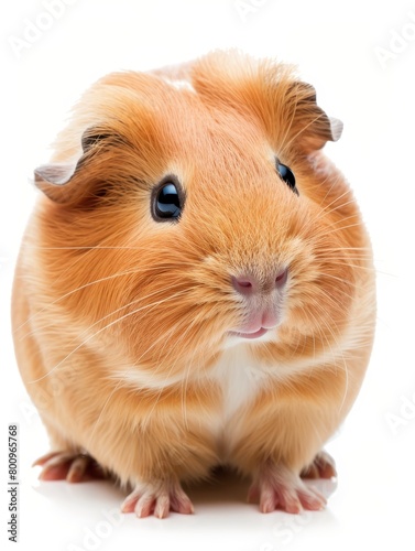 Close-up of a multi-colored guinea pig looking forward with curiosity, isolated on a white background.
