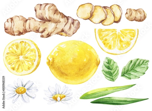 Ginger, mint and lemon watercolour food illustration  (ID: 800968339)