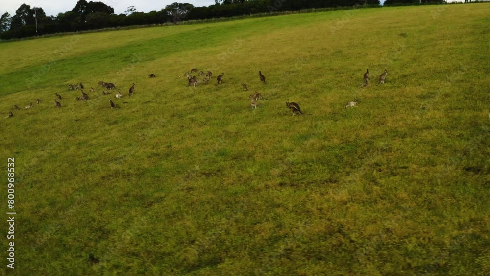 Court of Kangaroos lounge and hop on grassy hillside, aerial orbit Court of Kangaroos lounge and hop on grassy hillside, aerial orbit