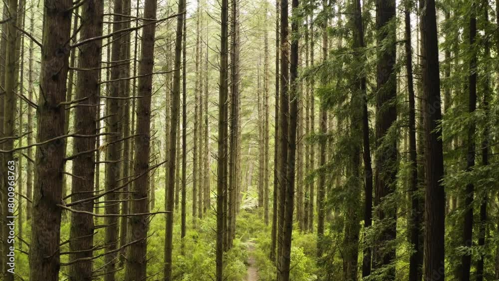 Experience the serenity of beautiful understory canopy of redwoods with ferns on ground Experience the serenity of beautiful understory canopy of redwoods with ferns on ground