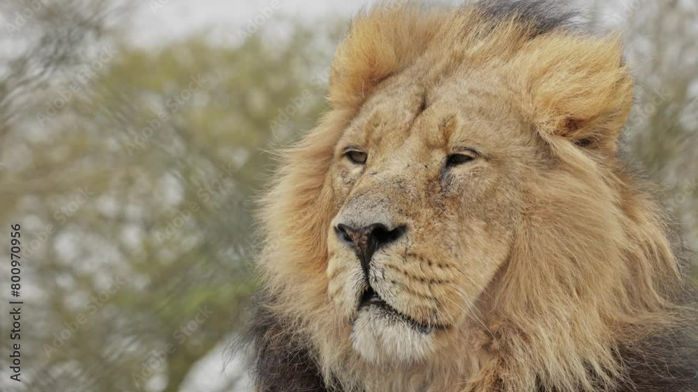 Close up portrait of a captive male African lion Close up portrait of a captive male African lion