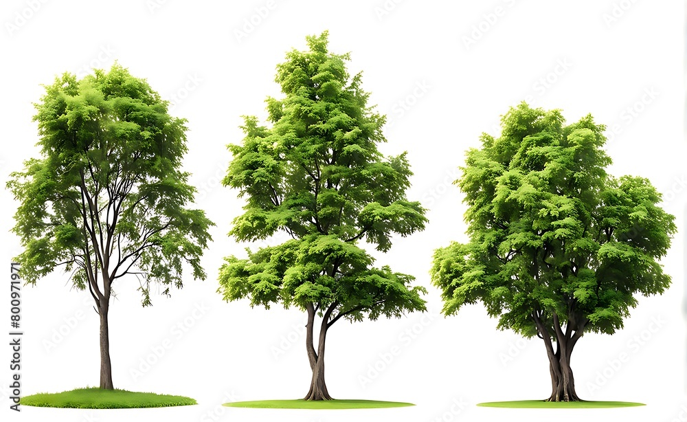 set of tree isolated on white background
set of tree isolated on white background