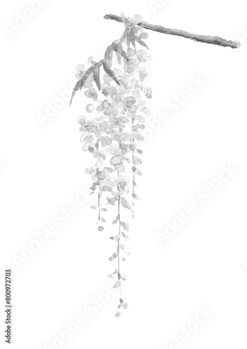 Fototapeta Naklejka Na Ścianę i Meble -  水彩で描いた鮮やかな一枝の藤の花のイラスト 【手描き】山藤 白バック 透過背景コピースペースあり