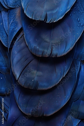 A close-up view of a collection of navy blue bird feathers covered with shimmering drops of water