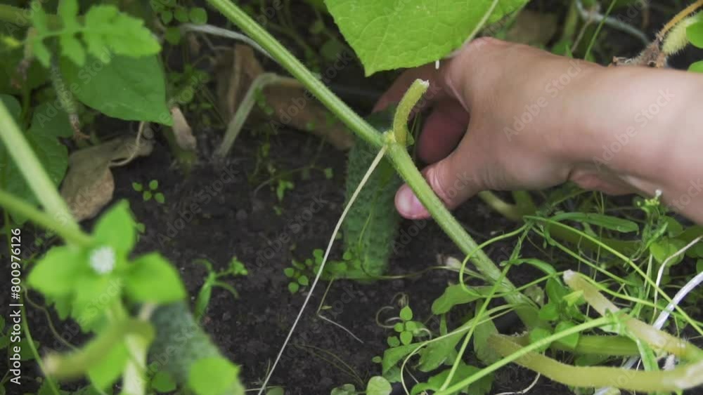 Woman hand picking a cucumber from the garden. Close-up. Slow motion. Woman hand picking a cucumber from the garden. Close-up. Slow motion.