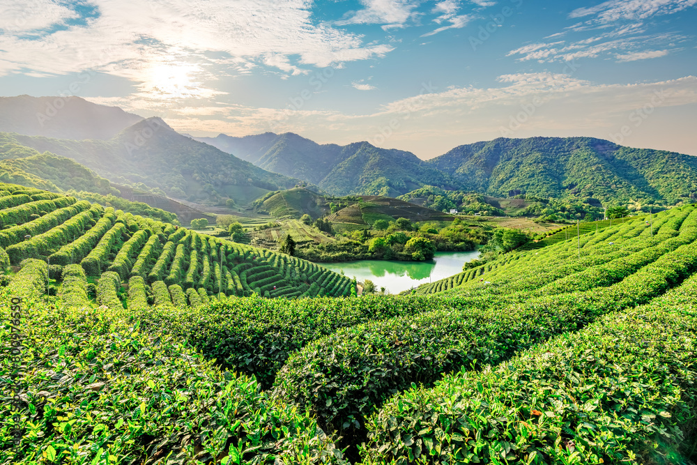 Aerial shot of tea mountain plantation at sunset in spring