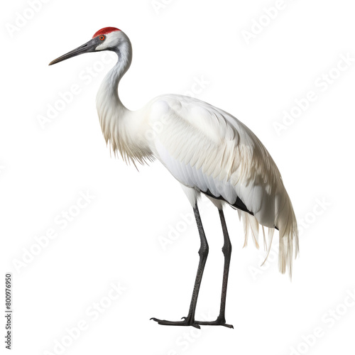 crane bird looking isolated on white © Tidarat