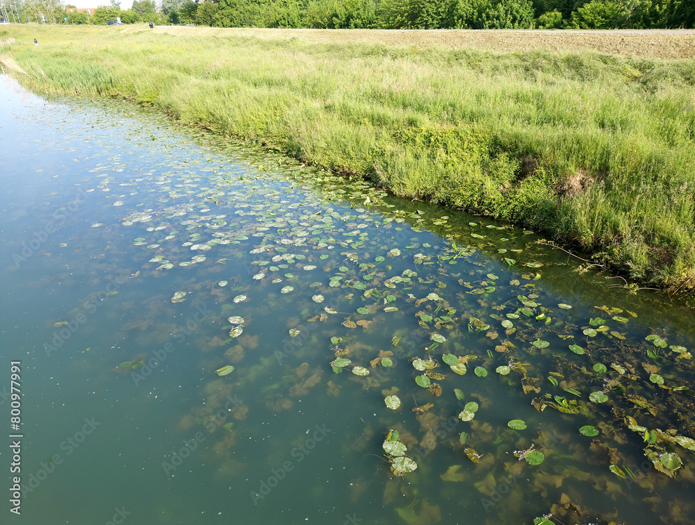 Sviluppo intenso di piante acquatiche sula riva del canale Piovego a Padova