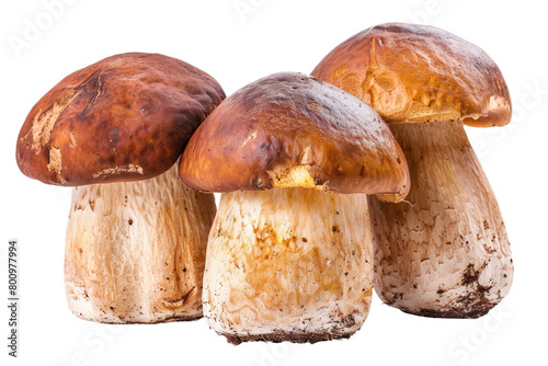 Earthy Mushroom Delight on Transparent Background