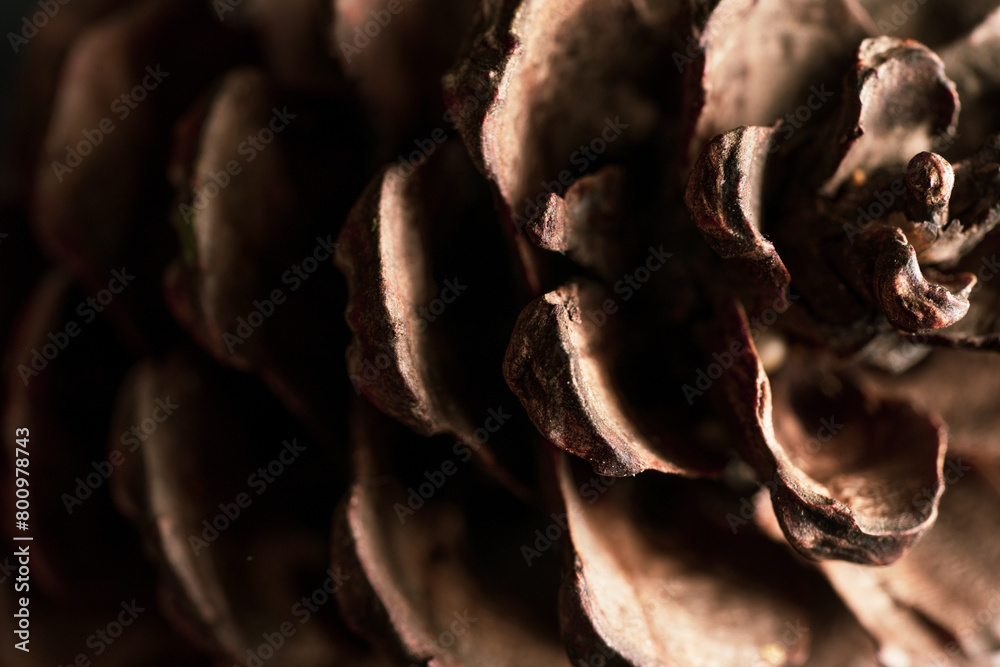 Pine cone on the black background