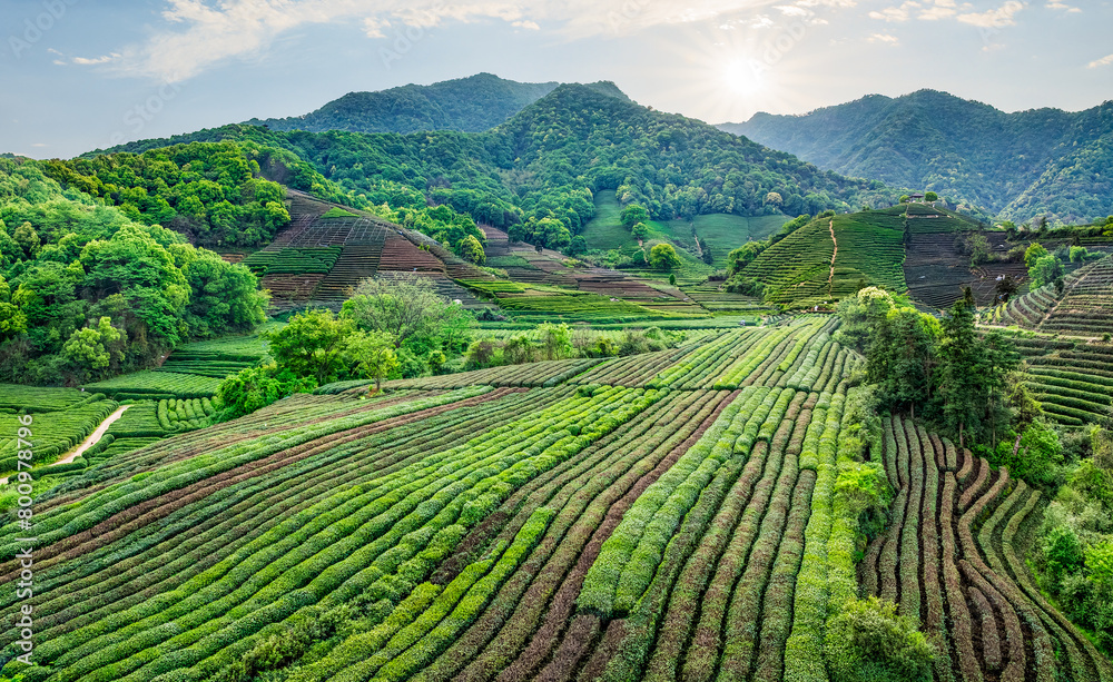 Aerial shot of tea mountain plantation in spring Aerial shot of tea mountain plantation in spring