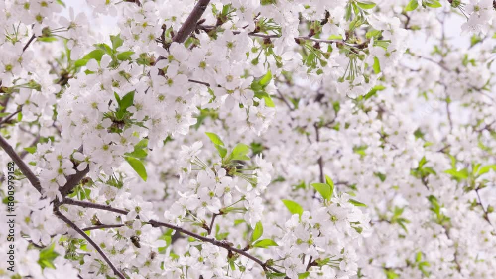 blooming cherry tree at sunny spring day, wide angle closeup blooming cherry tree at sunny spring day, wide angle closeup