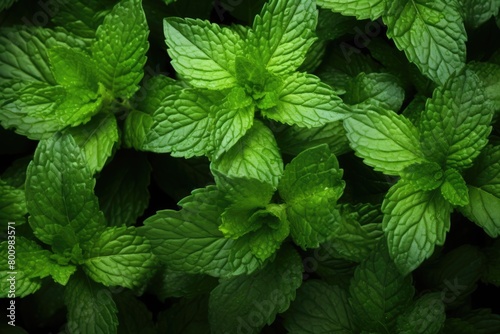 Fresh mint leaves in the garden. Mint leaves background.