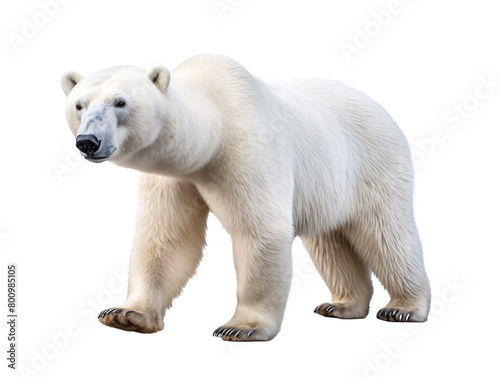 a polar bear walking on a white background