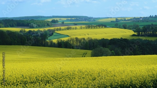 Agriculture en Champagne Ardenne, paysage avec une multitude de champs de colza (brassica napus) jaunes, en fleur, au printemps (France)