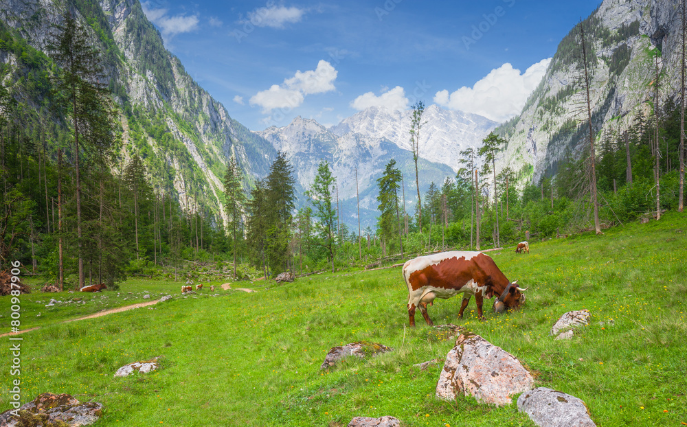 Alpine meadow with cows and rustic houses in Berchtesgaden National Park Alpine meadow with cows and rustic houses in Berchtesgaden National Park