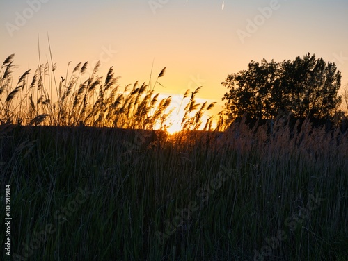 Sunset over Lake Neusiedl in Austria  coloring the reed belt and water in picturesque hues