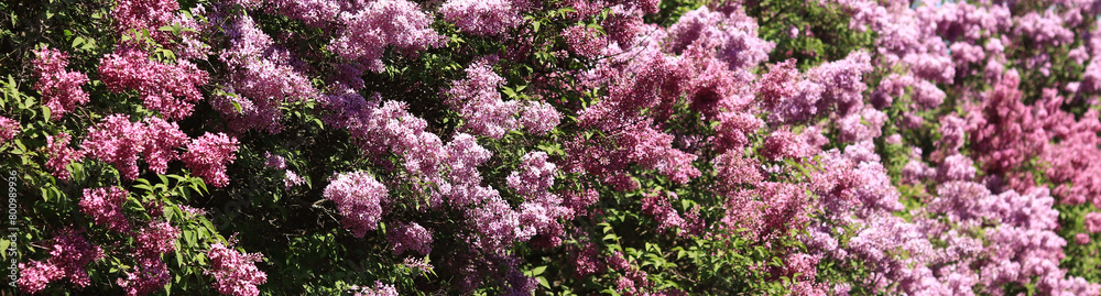 Lilac blossom on a sunny day in the park. Lilac bush in full bloom. Beautiful bright lilac flowers, spring natural background. Pink flowers, large inflorescences