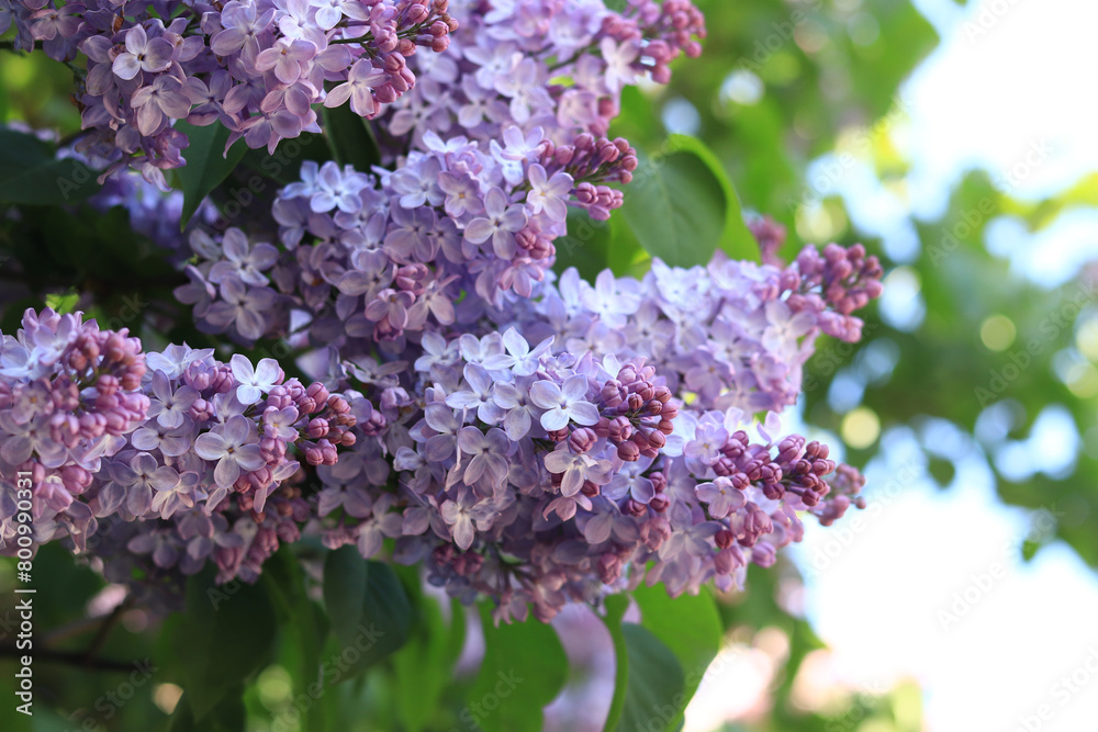 Lilac flowers, close-up, inflorescence. Lilac blossom on a sunny day in the park. Lilac bush in full bloom. Beautiful lilac flowers, spring natural background Lilac flowers, close-up, inflorescence. Lilac blossom on a sunny day in the park. Lilac bush in full bloom. Beautiful lilac flowers, spring natural background