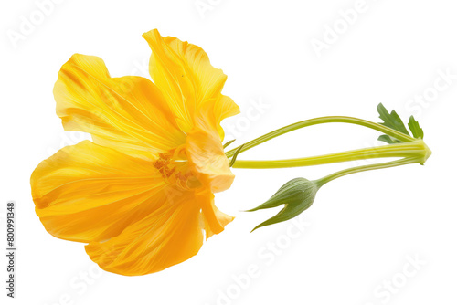 Tuscan Sunflower Glow on Transparent Background