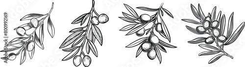 Set olive branches with olives, vector illustration.