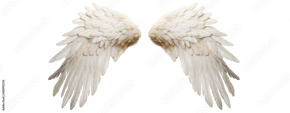 Obraz premium angel wings on transparent background