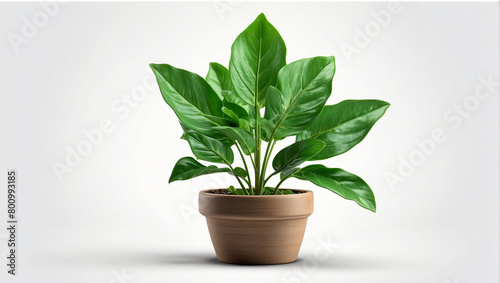 A photo of a potted plant with green leaves.