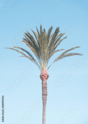 Palm tree with blue sky, light, pale, retro color effect. Idillic, happy image for decoration.
