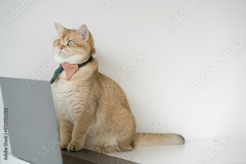 business concept with gold brittish cat costume with necktie and use laptop photo