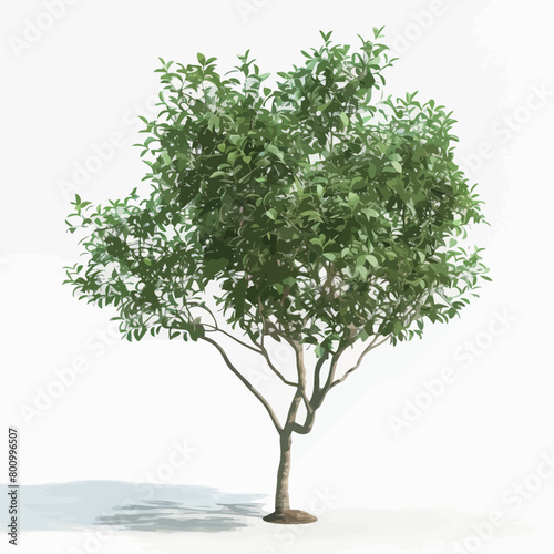 Prunus serrulata tree isolated on a white background photo