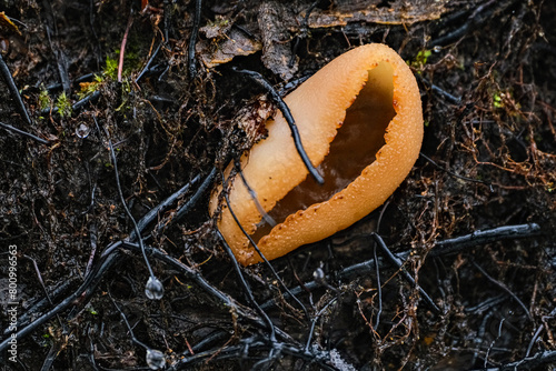 Peziza varia - a wild fungus growing on the deciduous rotting trees of Europe photo