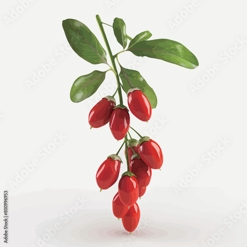 dogwood berry on a white background. 3d illustration.