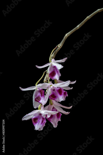 Closeup vertical view of colorful white pink and purple cluster of flowers of epiphytic tropical orchid species dendrobium anosmum isolated on black background photo