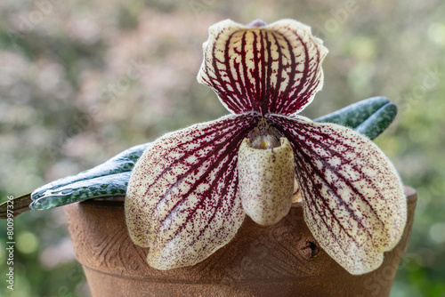 Closeup view of blooming lady slipper orchid species paphiopedilum myanmaricum with purple red and creamy white flower isolated on natural background
