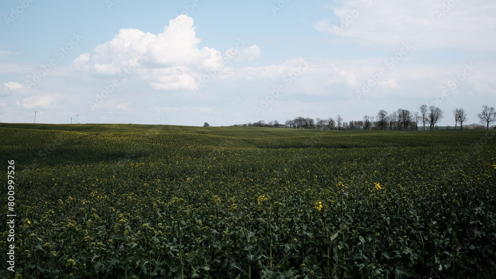 field and sky field and sky