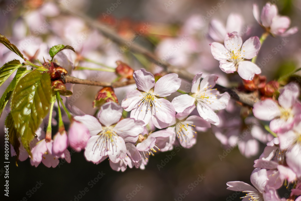 Closeup of cherry blossom petals on a twig in full bloom Closeup of cherry blossom petals on a twig in full bloom
