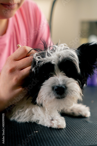 close up in a grooming salon they wash a small white and black dog and clean their ears with an ear stick