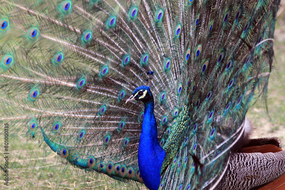 Obraz premium nice big peacock