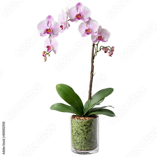 Orchid delicate pink and white flowers on a tall green stalk growing from a clear
