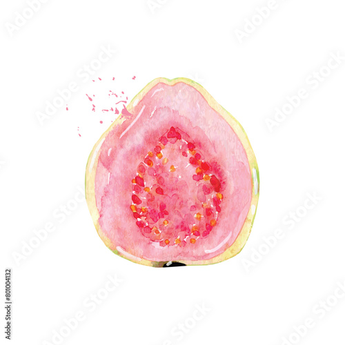 Hand Drawn Watercolor guava Fruit. Vector illustration. (ID: 801004132)