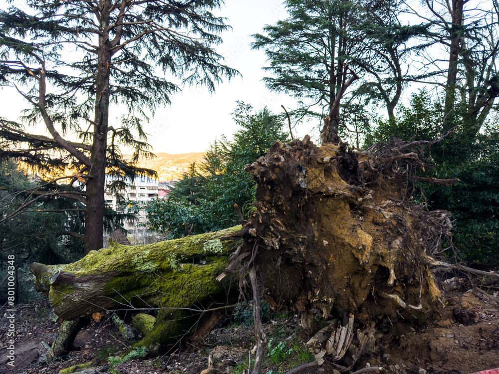 Aftermath of Nature's Fury: Uprooted Tree Revealing Earth's Depths Aftermath of Nature's Fury: Uprooted Tree Revealing Earth's Depths