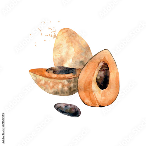 Hand Drawn Watercolor sapote Fruit. Vector illustration. (ID: 801004399)