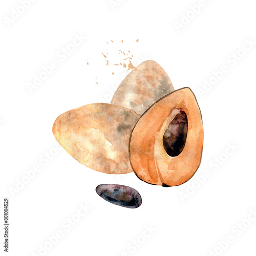 Hand Drawn Watercolor sapote Fruit. Vector illustration. (ID: 801004529)