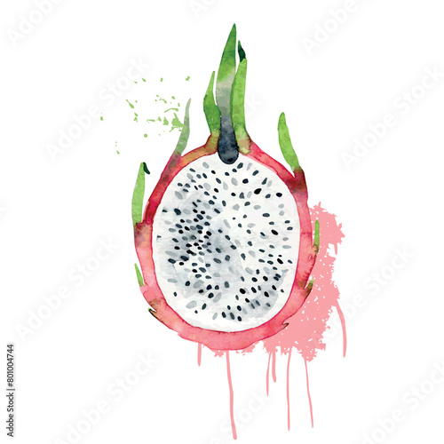Hand Drawn Watercolor pitaya Fruit. Vector illustration. (ID: 801004744)