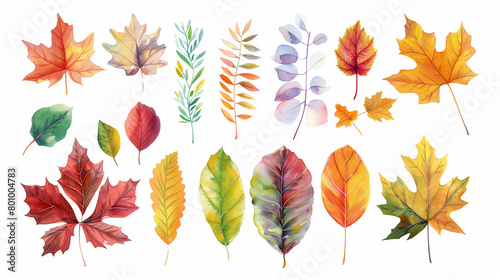 a set of multicolored autumn leaves maple  aspen  rowan  willow  birch  poplar in watercolor 