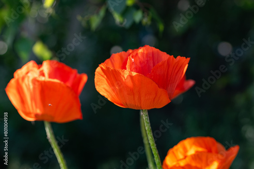 Colorful poppies bloom in lush garden  vivid red petals contrast green leaves